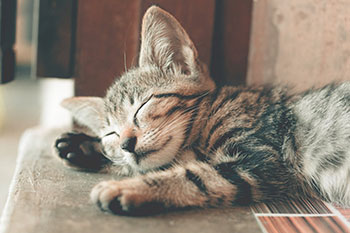 Un chat ucclois qui dort