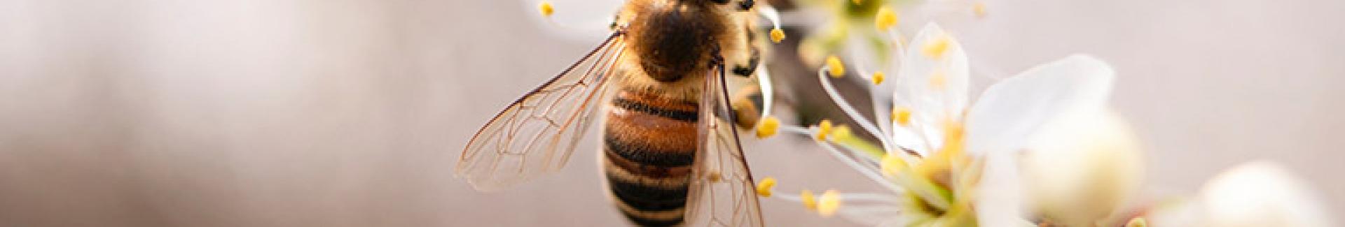 Wilde wespen en bijen