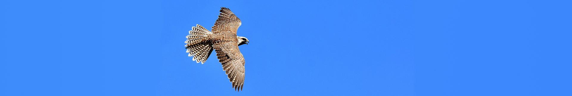 Oiseaux sauvages - banner